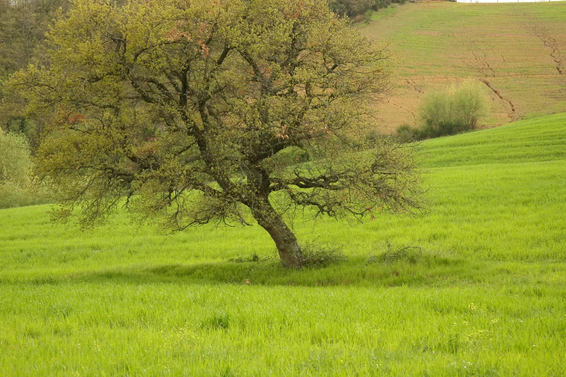 Tenuta — vista 36