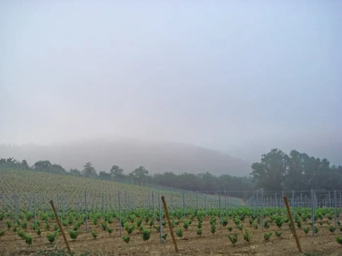 Cantina & Vigneti — vista 2