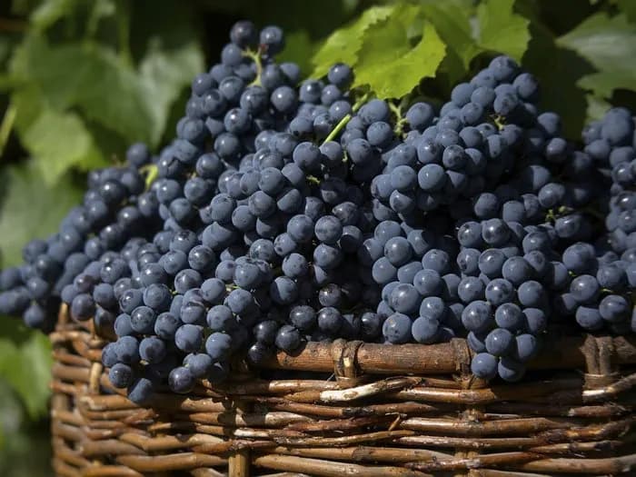 Cantina & Vigneti — vista 6