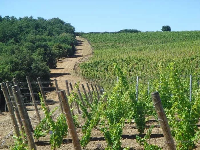 Cantina & Vigneti — vista 7