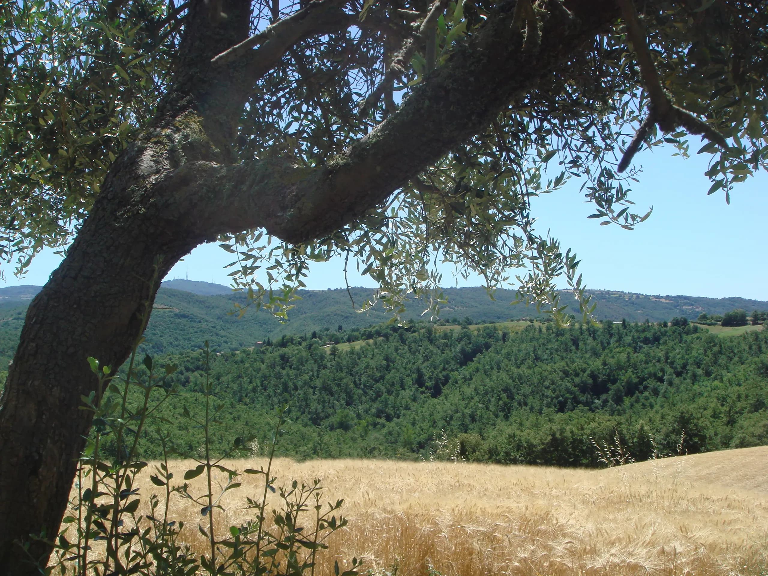 By train to the Principato di Parrano