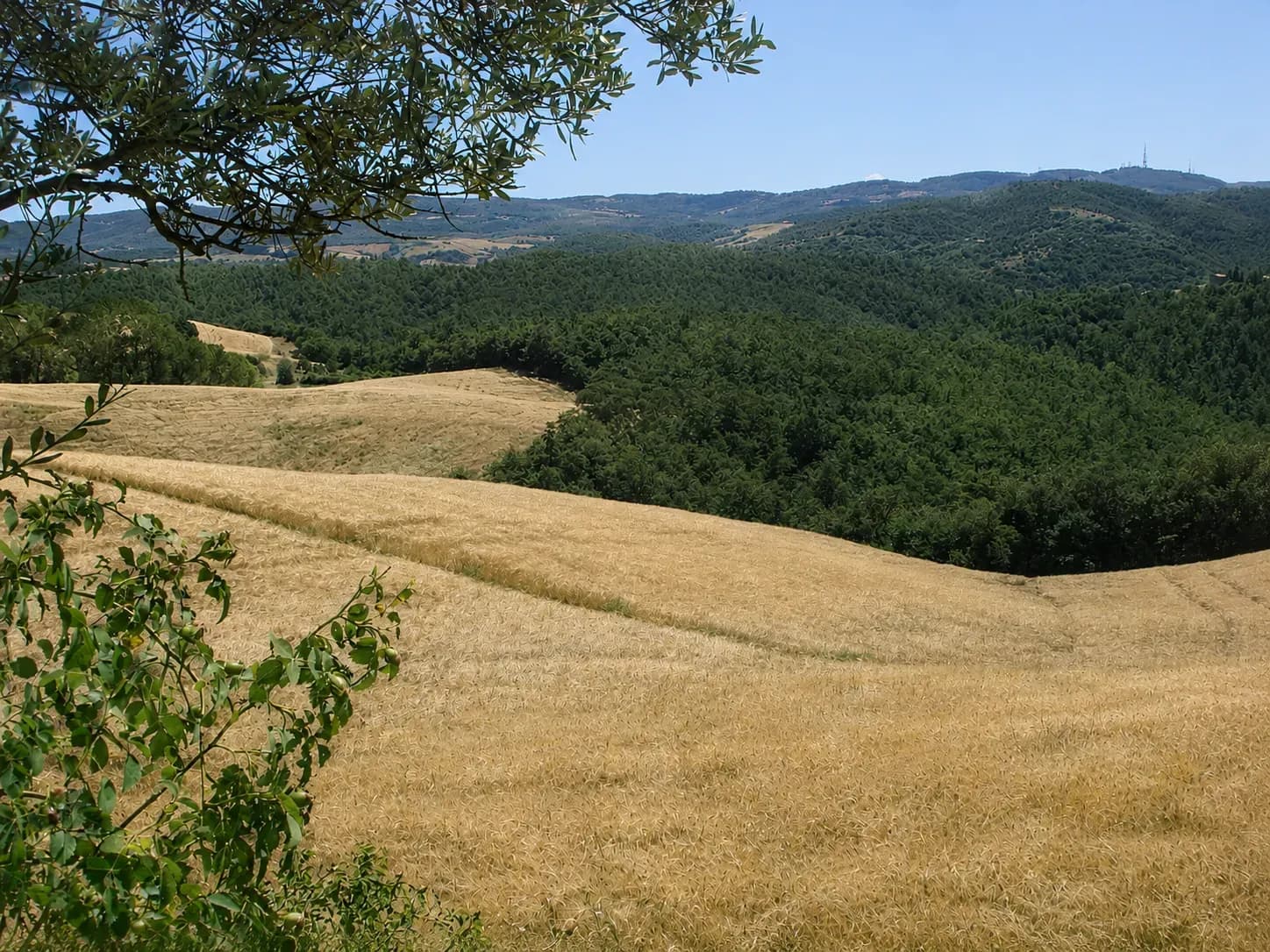 Copertina della galleria Tenuta