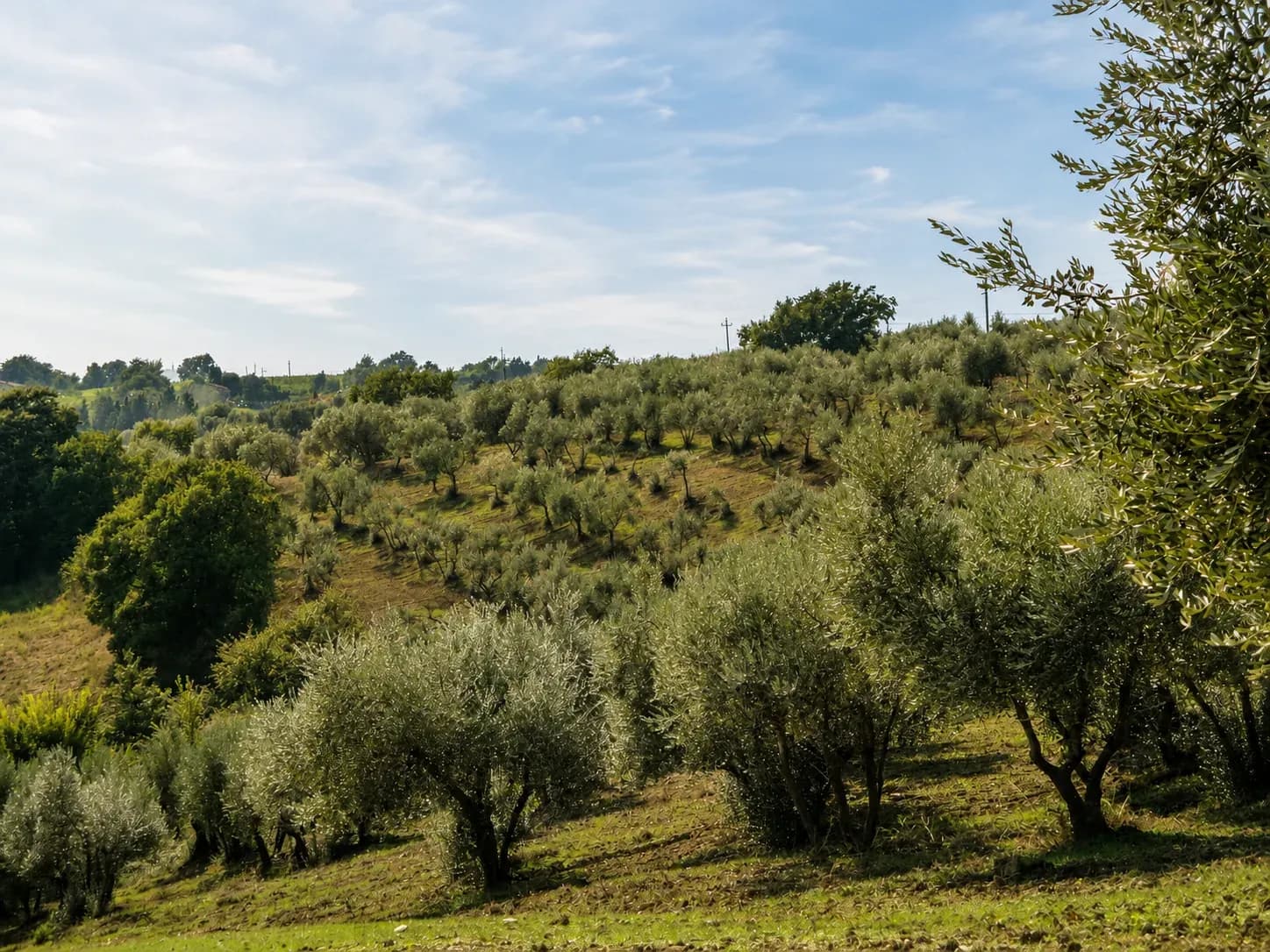 Copertina della galleria Olio