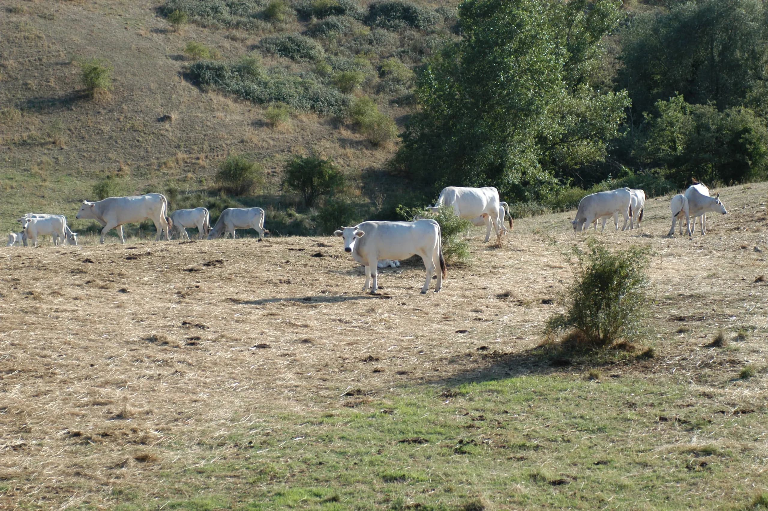 Chianina cattle grazing on the estate