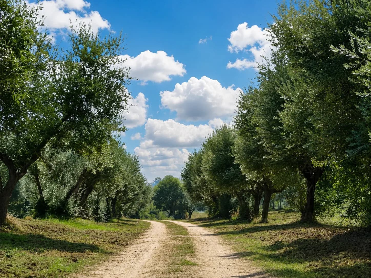 Olive grove at the Principato