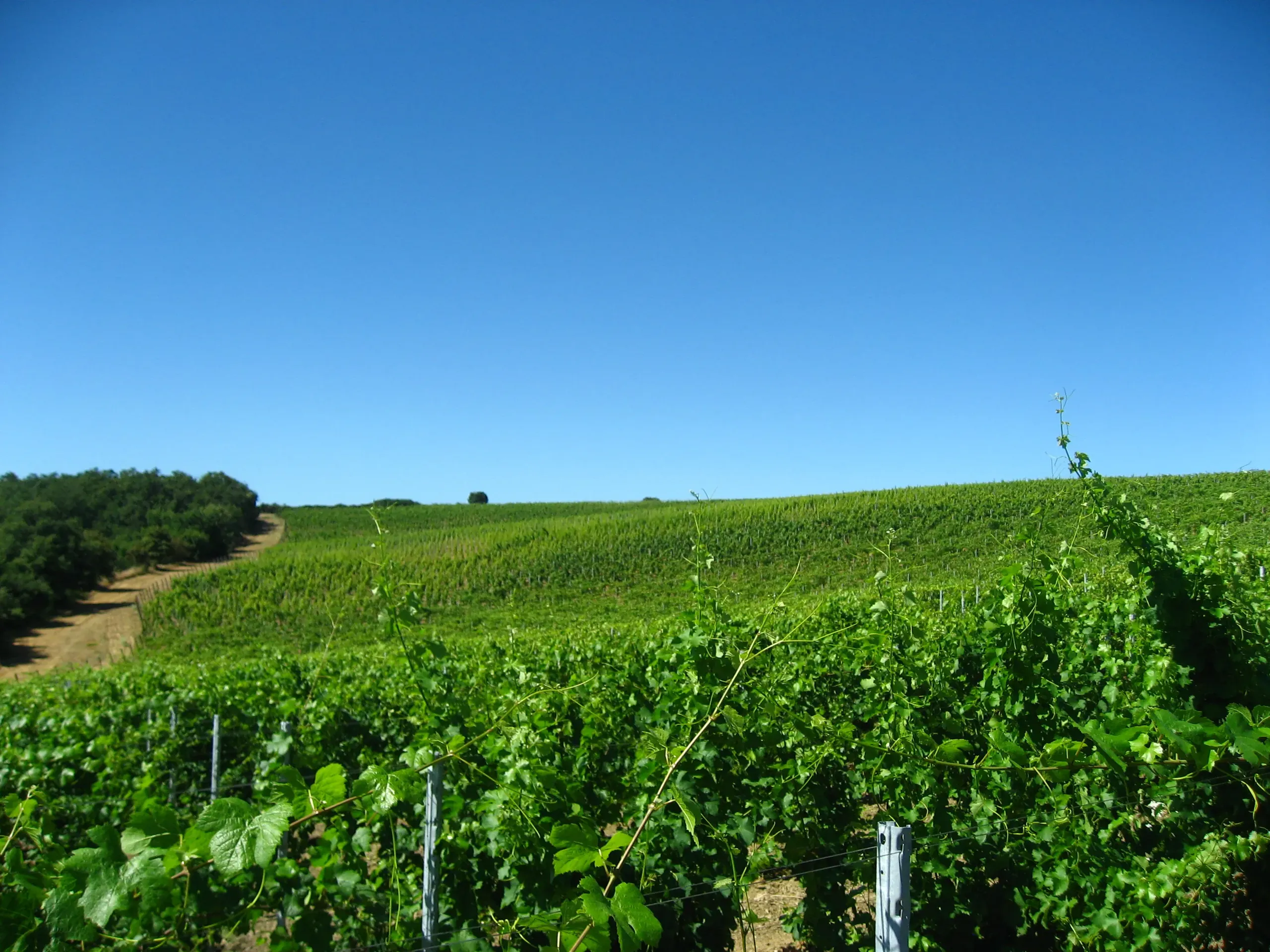 Vineyard at the Principato