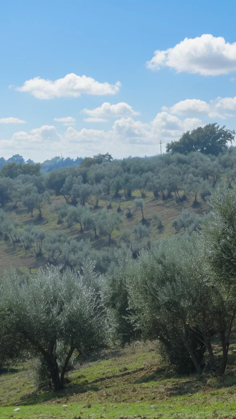 Olive grove of Principato di Parrano on the Monte Peglia hills