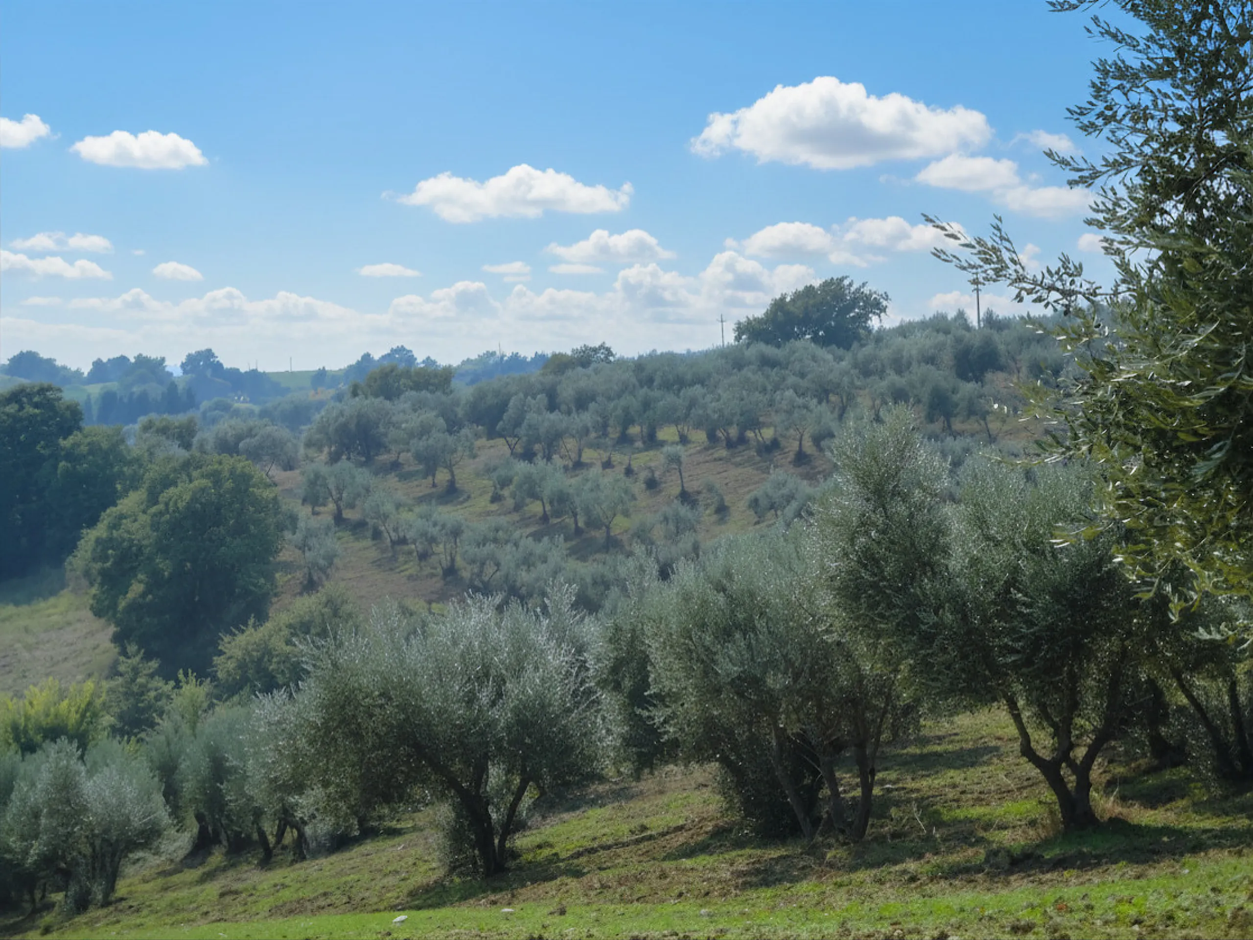 Oliveto del Principato di Parrano sulle colline del Monte Peglia