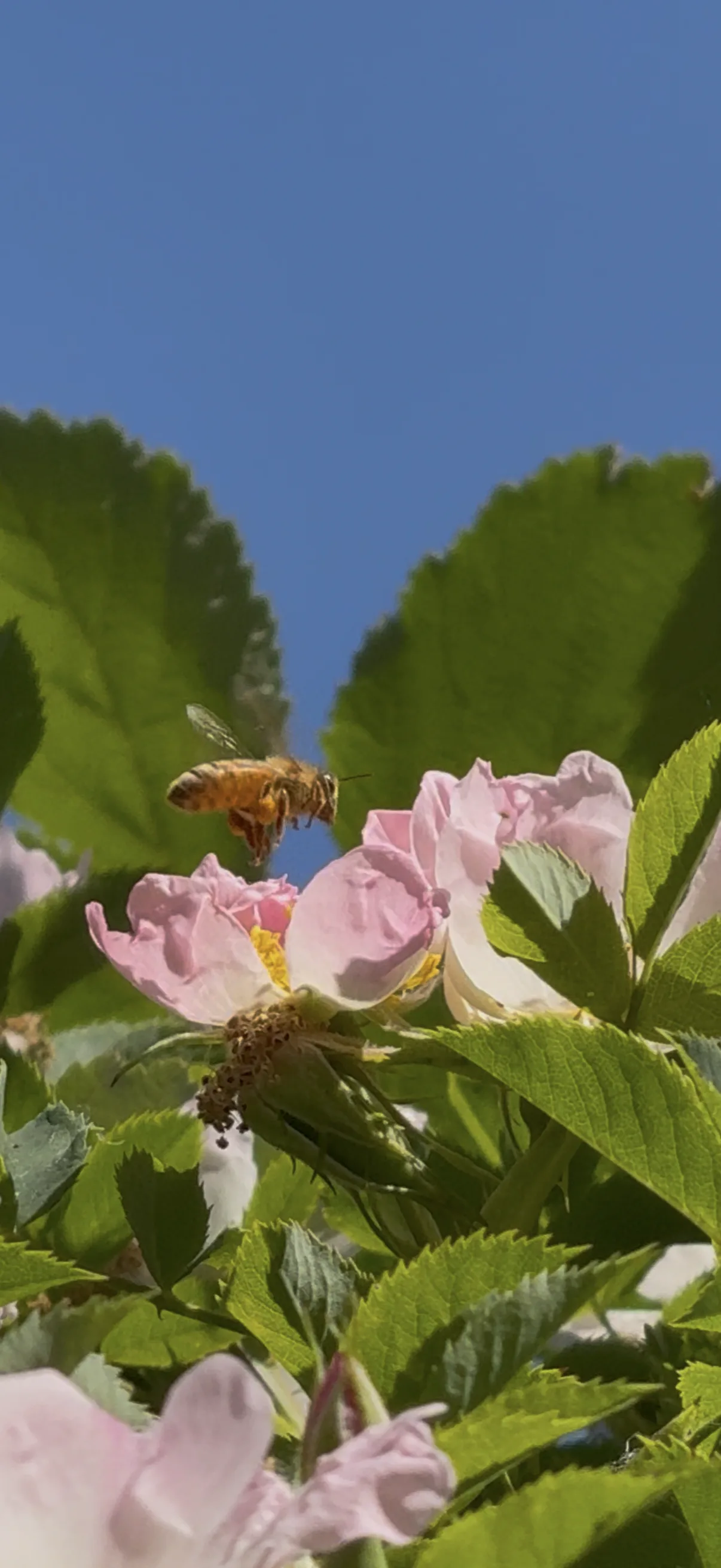 Meet the bees at the Principato di Parrano