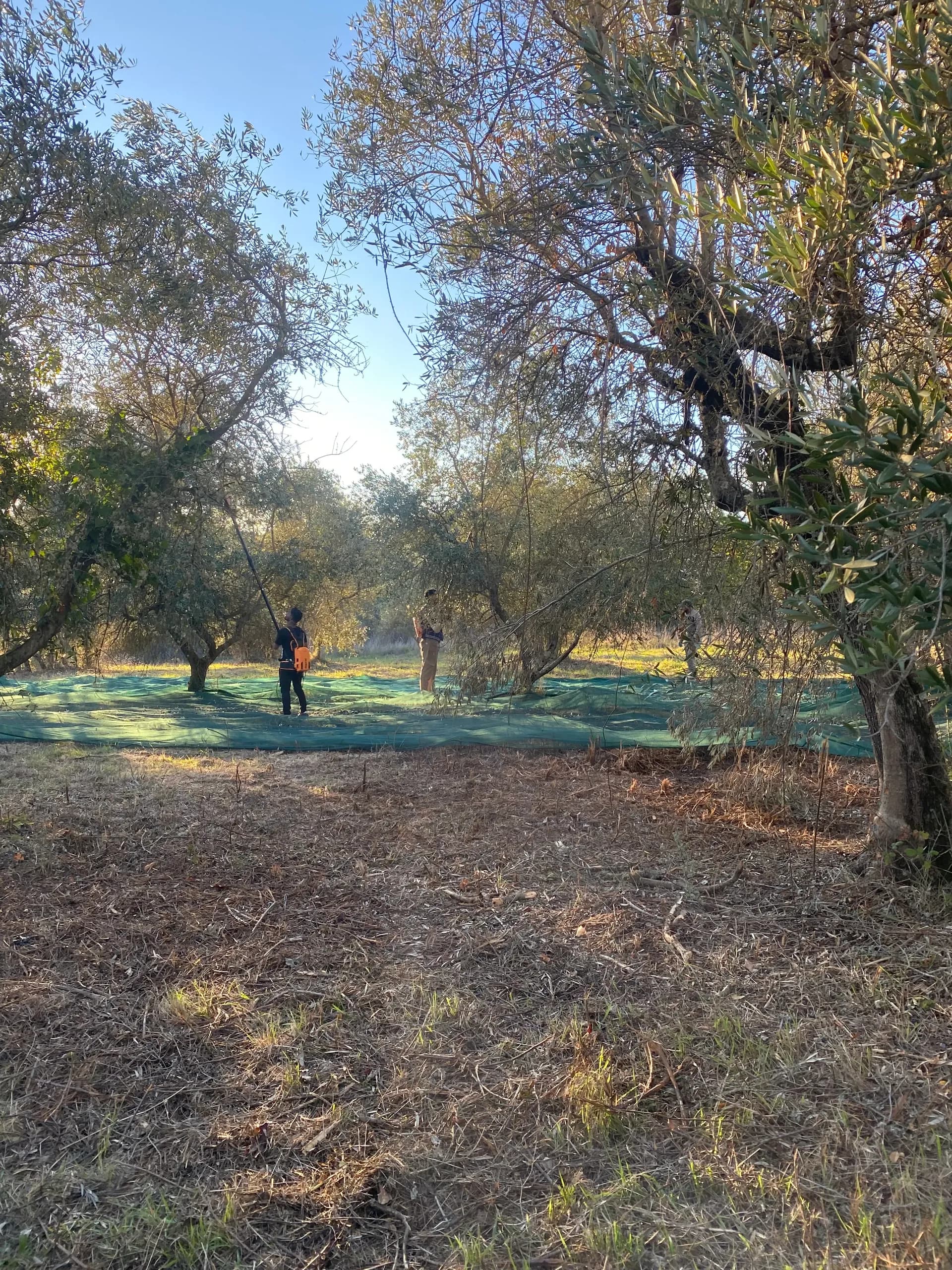 Olive harvest at the Principato di Parrano