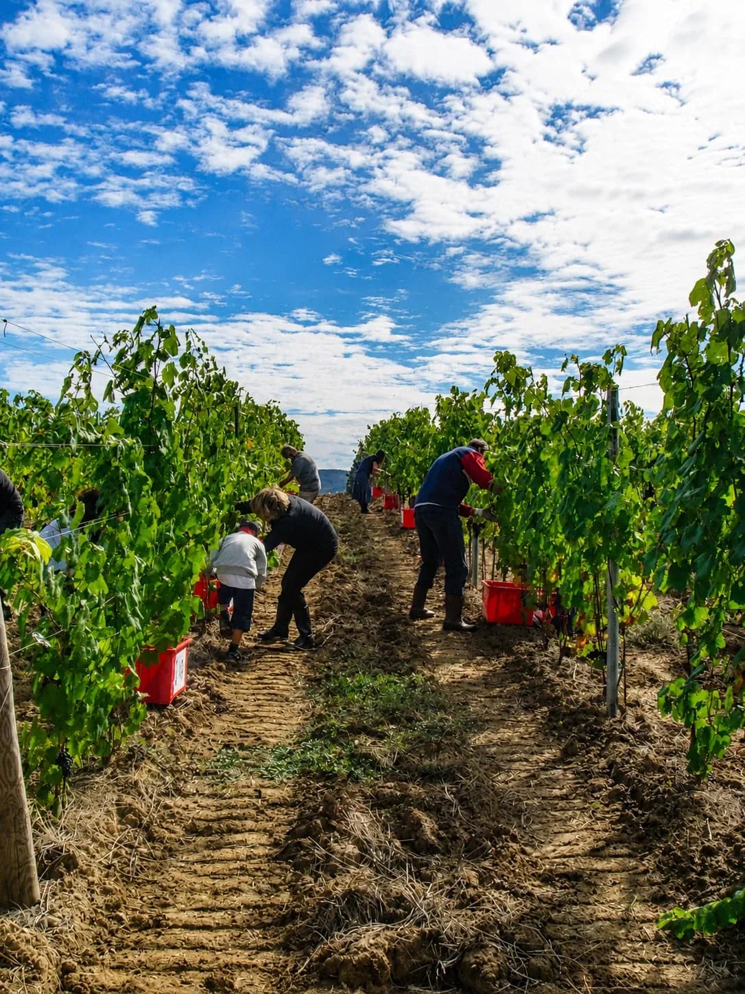 Agri-experience on the estate
