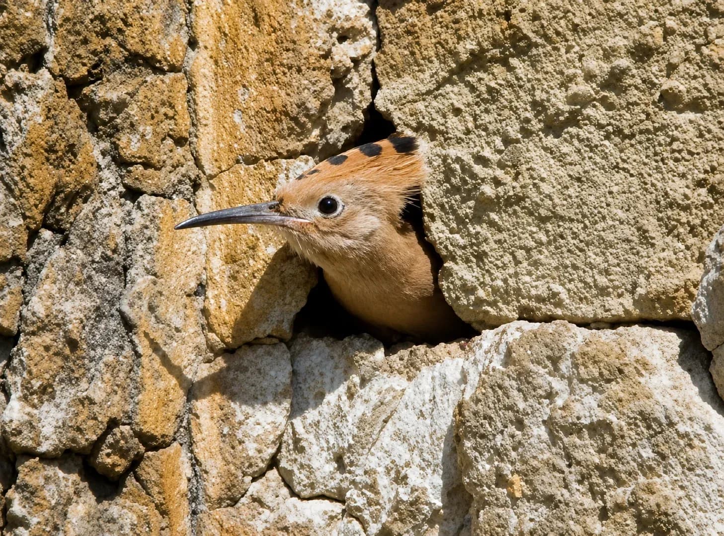 Birdwatching — hoopoe on the estate