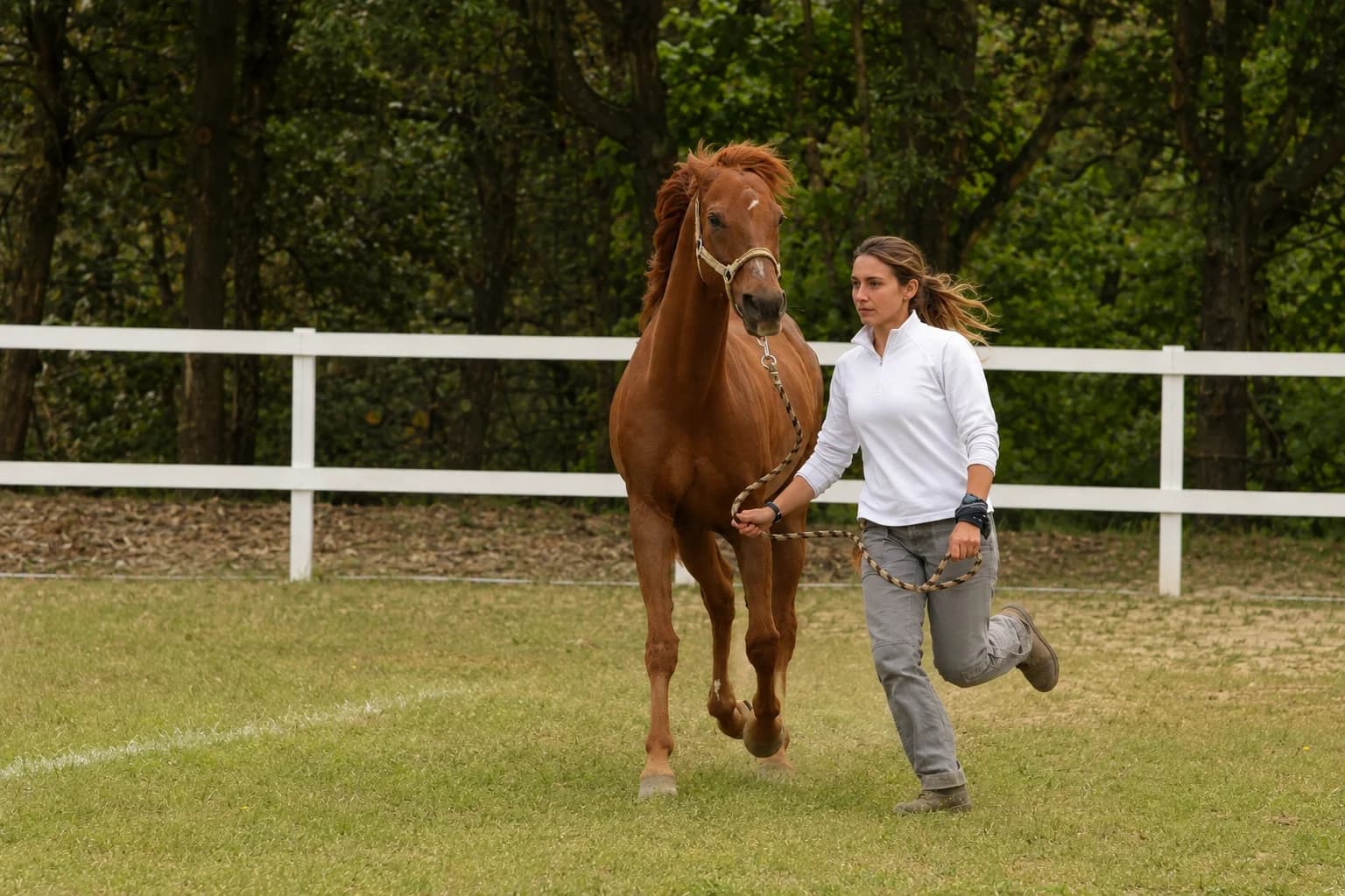 Allevamento cavalli al Principato di Parrano