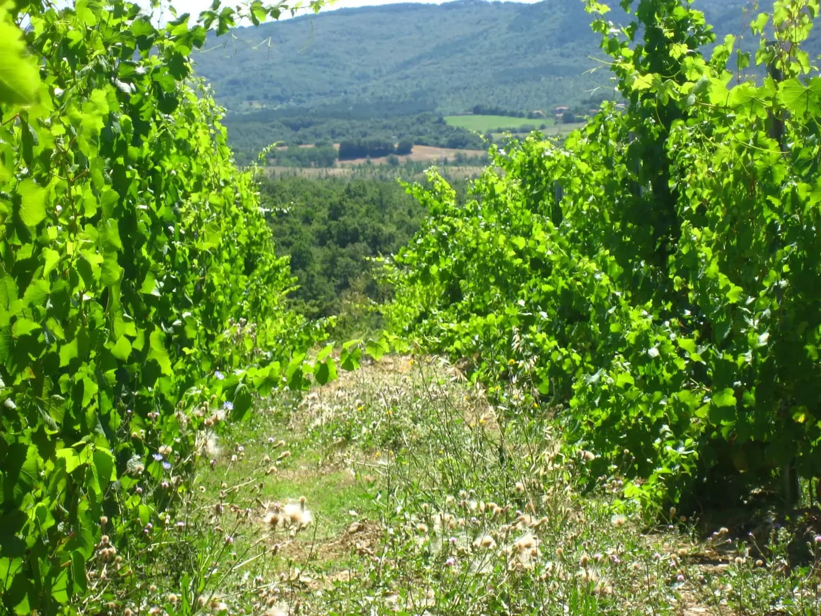 Vigneto biologico del Principato di Parrano