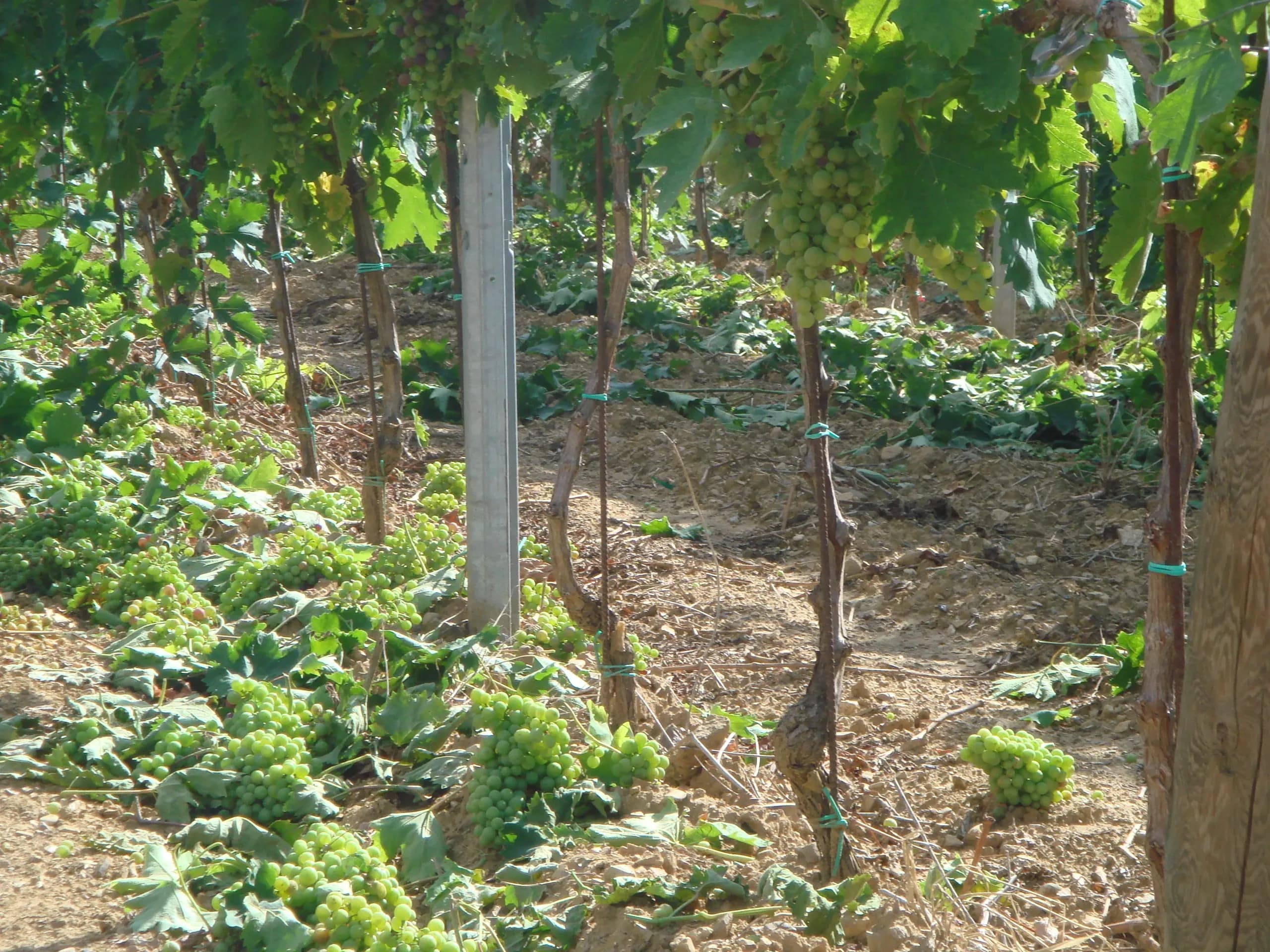 Qualità non quantità — vini del Principato di Parrano