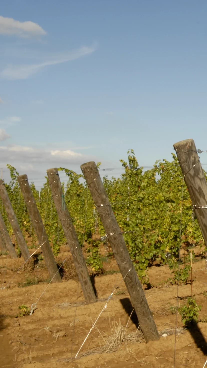 Vigneto del Principato di Parrano sulla Strada del Vino Etrusco-Romano