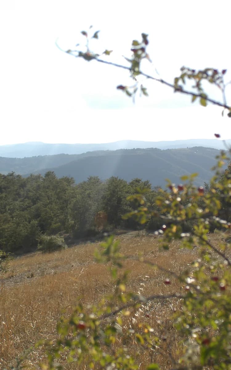 Tartufi del Principato di Parrano — il tesoro nascosto fra le querce