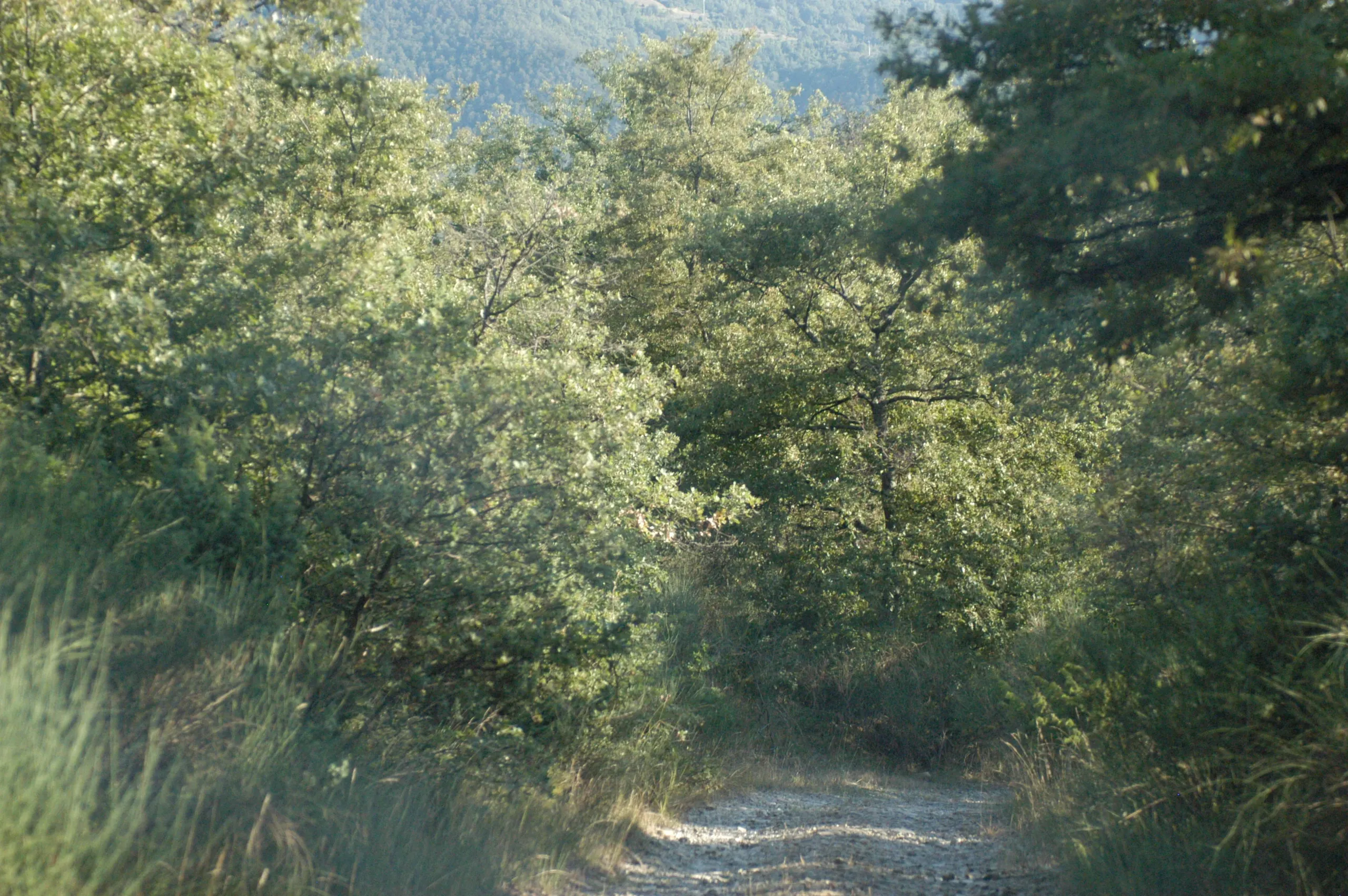 Il bosco della tenuta del Principato di Parrano