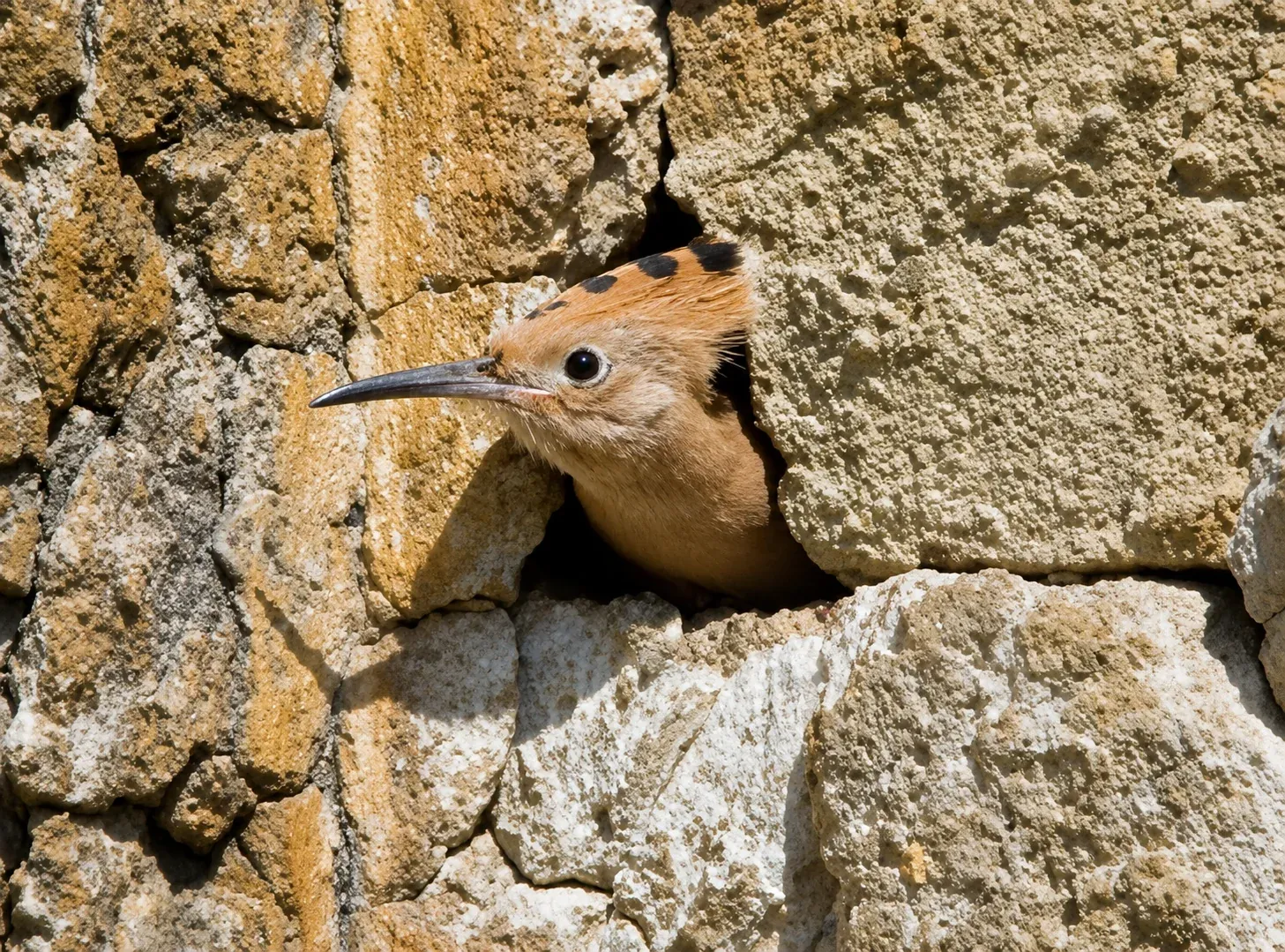 Birdwatching — upupa nella tenuta